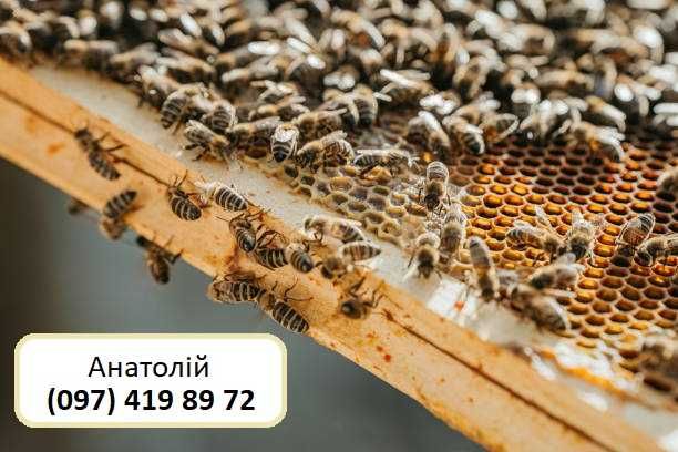 Продам бджоло сім"ї, бджоло-пакети, рамки з бджолами