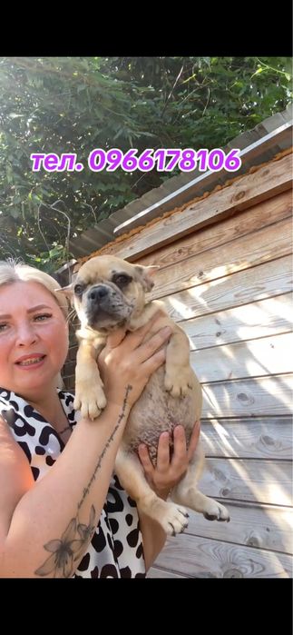 Дівчинка блакитно-палевий мерле