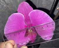 Орхідея крупноквіткова, Фіолетова уцінка