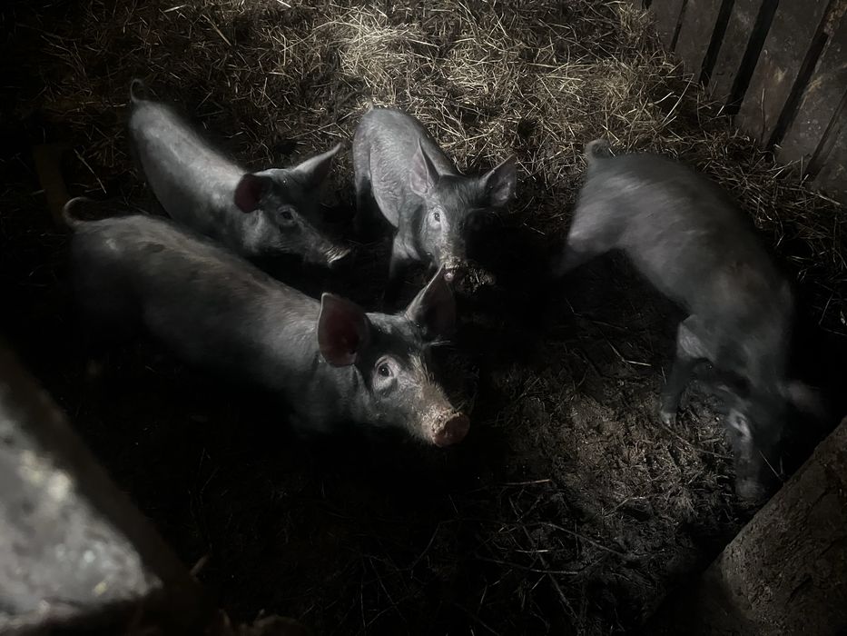 4 leitoes porco preto