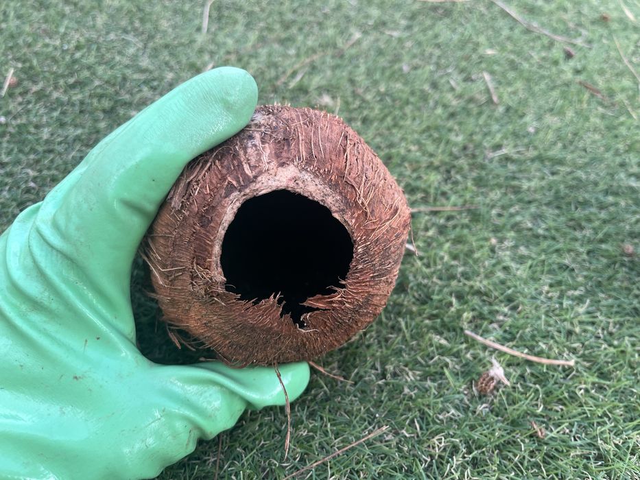 Cascas de coco para aquario ou terrario