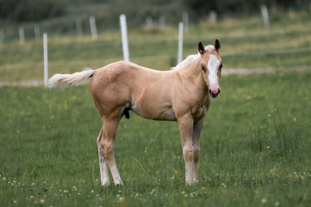 Ogierek AQH najlepsze reining pochodzenie