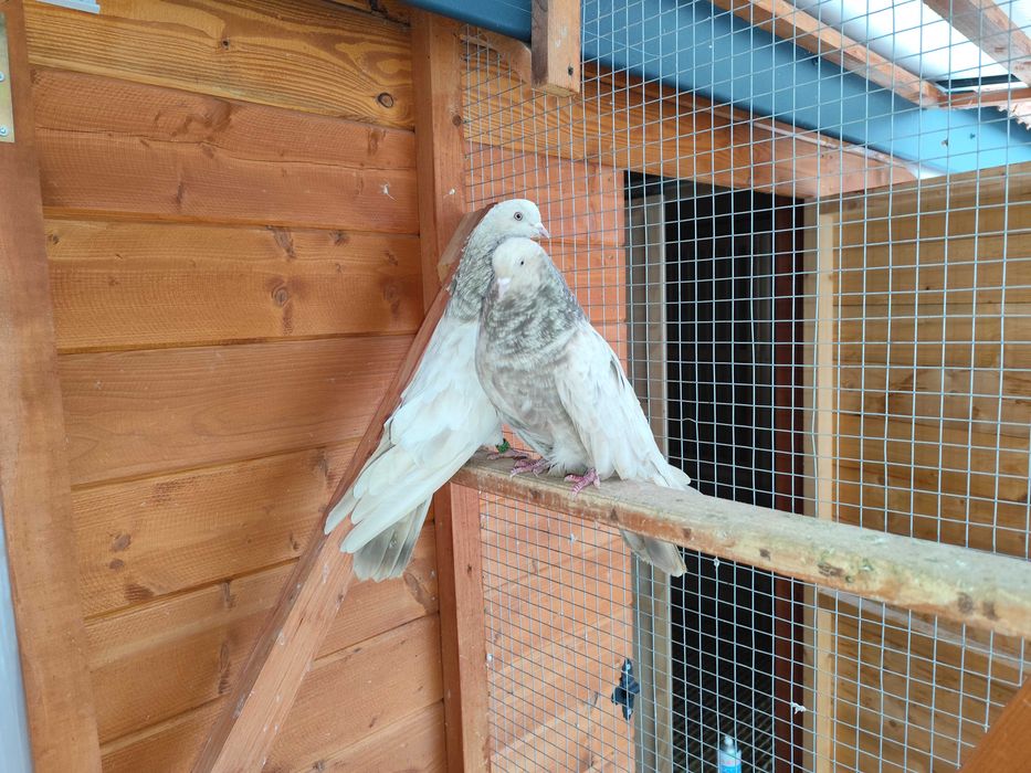 Gołębie mikołajewskie-kirowogradzkie, uk