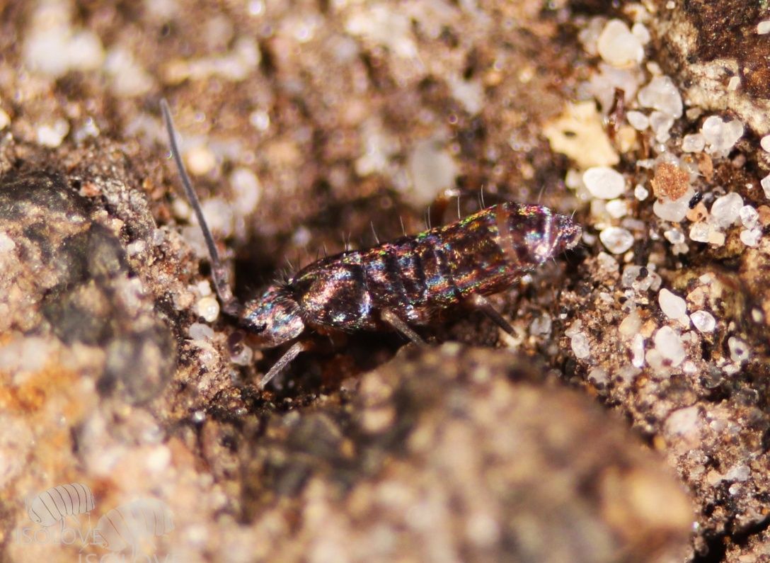 20x Tomocerus cf. minor, piękne, duże, czarne, błyszczące skoczogonki.