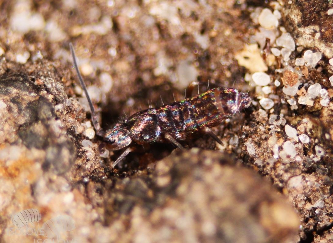 Tomocerus cf. minor, piękne, duże, czarne, błyszczące skoczogonki.