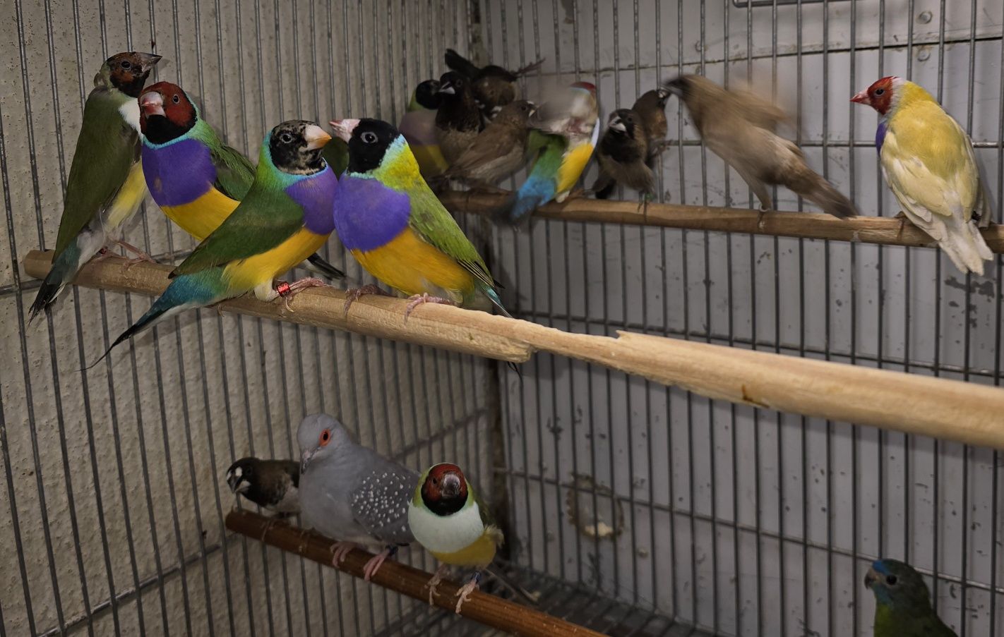 Diamantes gold aves lindas