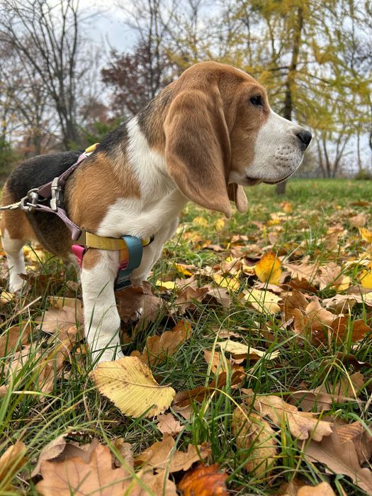 Бігль з клубними документами. Хлопчик 4 місяці