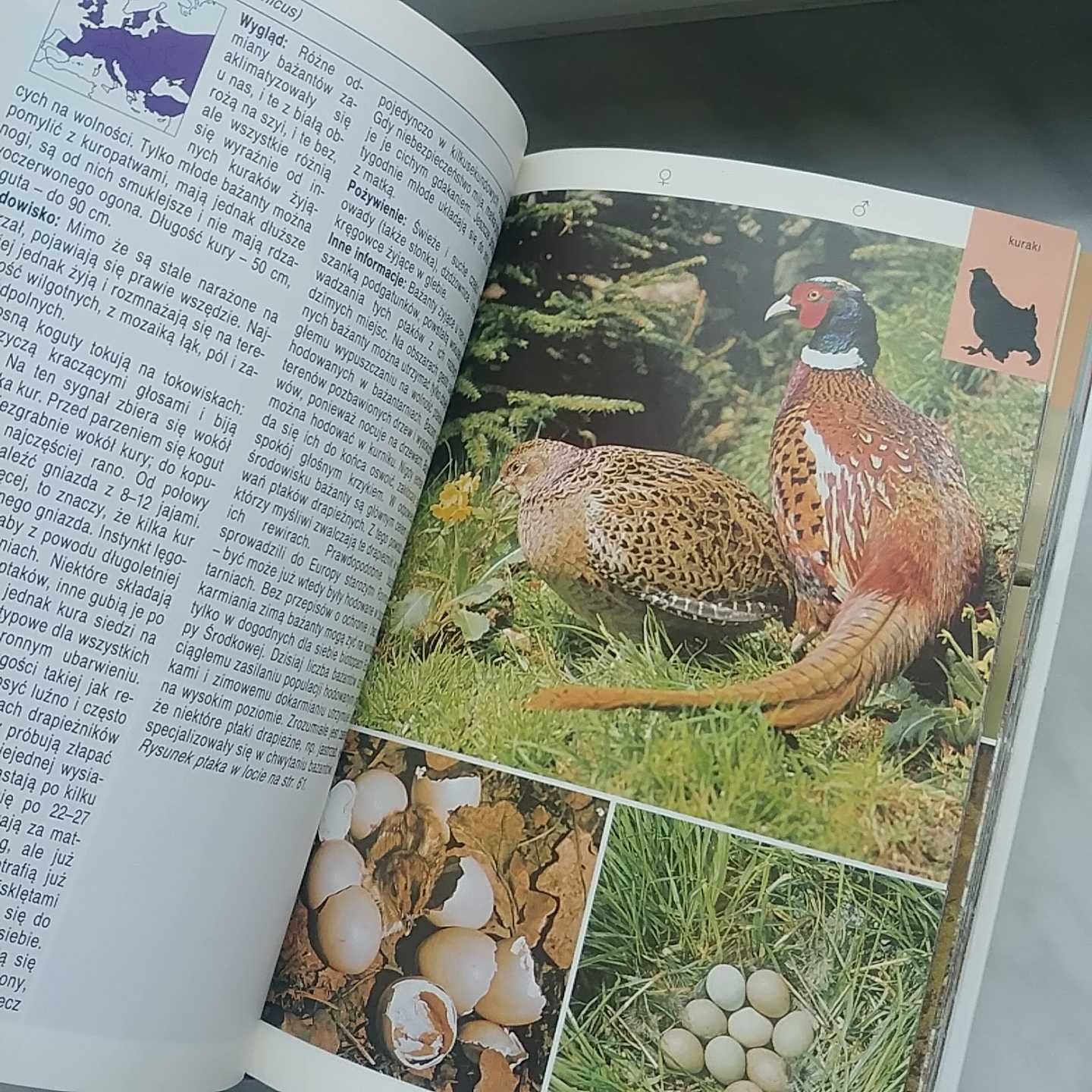 Leksykon przyrodniczy - Ptaki lądowe + Owady + Płazy i gady