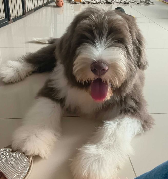 bearded collie Płowy(beżowy)FCI