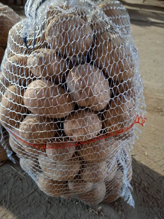 Sprzedam ziemniaki odmiena Lord.