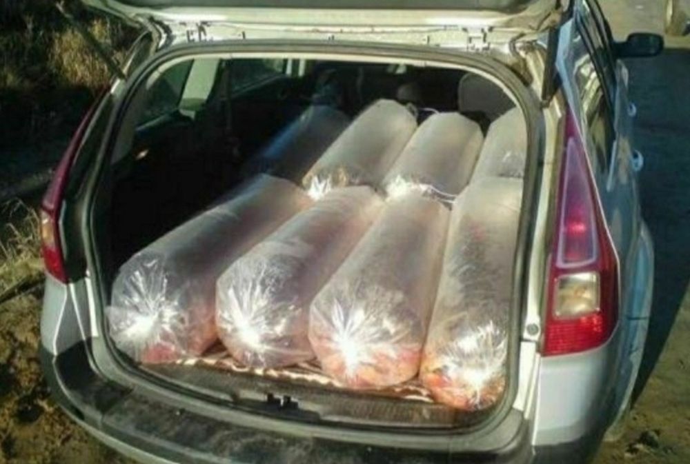 Narybek karaś pospolity złoty inne Szczupak Sandacz Amur Karp Tołpyga