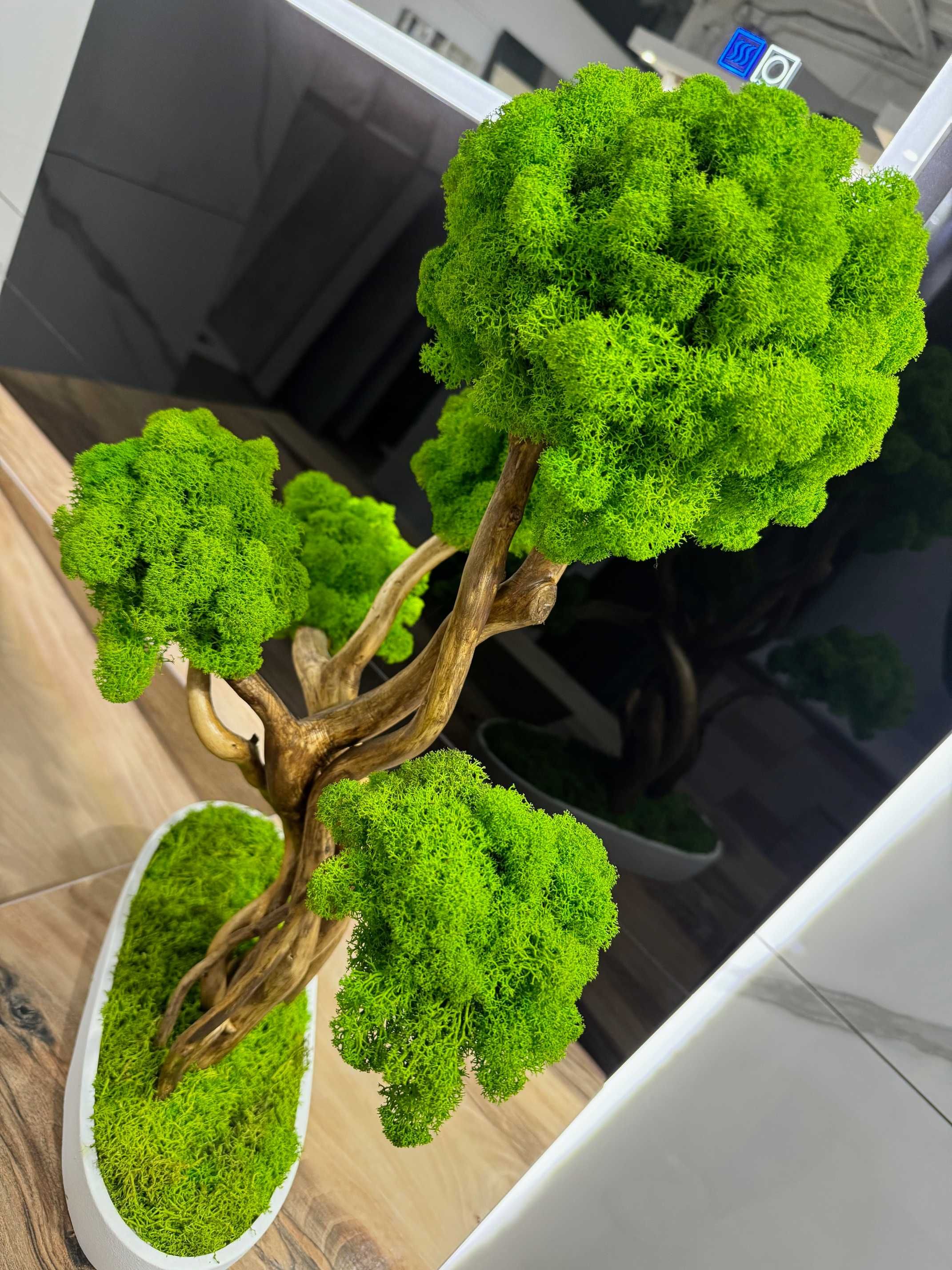 Duże drzewko Bonsai z mchu chrobotka 52 CM; chrobotek reniferowy
