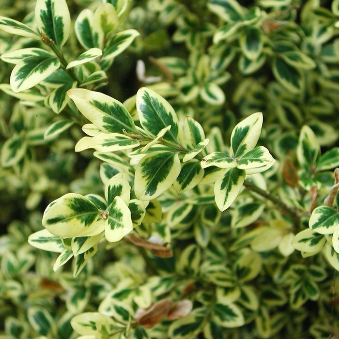 Саджанці самшита пестролистого Роздріб-ОПТ/Саженцы самшита пестролист