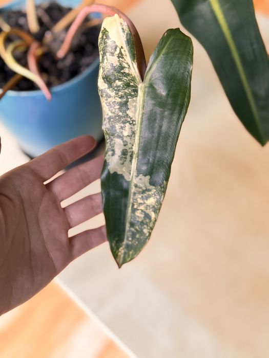 Philodendron billietiae variegata