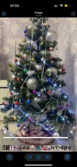 Продам ядинку засніжену  180 см