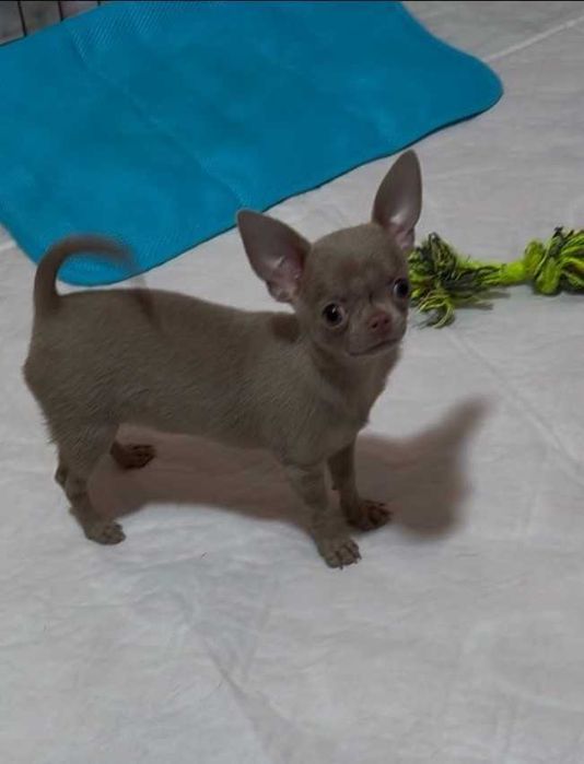 Лілова активна дівчинка міні!