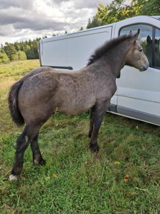 Sprzedam źrebaki zimnokrwiste