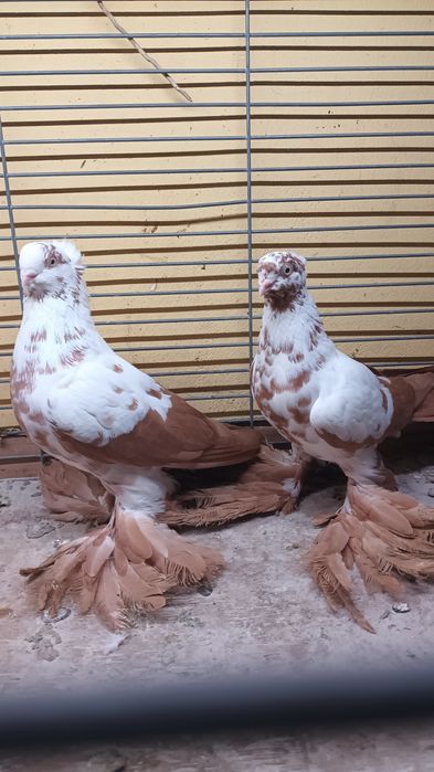 Para wiedynów żółtych koroniatych.