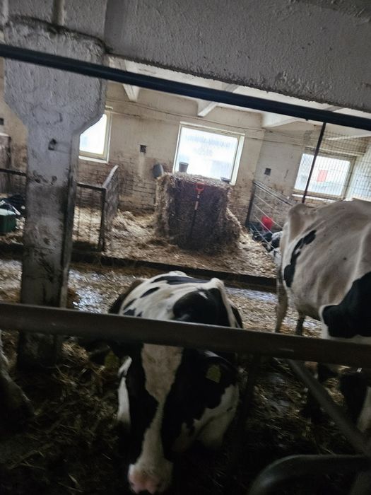 Krowy i jalowki cielne