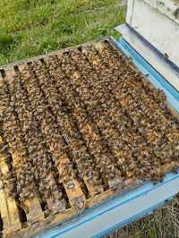 Pszczoły do zasilania rodzin