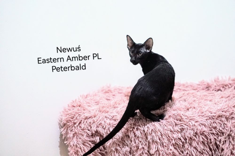 Peterbald orientalny kocurek gotowy do zmiany domku