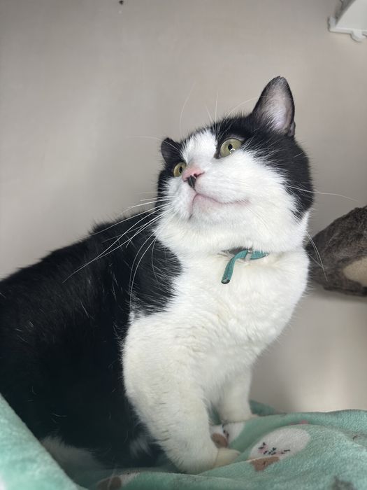 Боренька очень ищет любящую семью