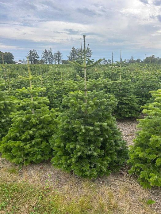 Choinki Jodły Jodła Kaukaska 150-180CM ! PIĘKNA Dostawa PL