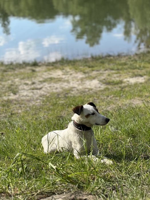 Вʼязка Джек Рассел