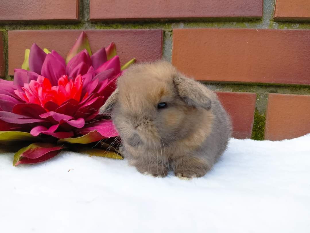 Mini lop, królik miaturka, króliczek, baranek karzełek