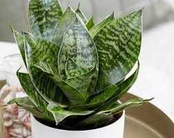 Сансевієрія різна, щучий хвіст, тещин язик