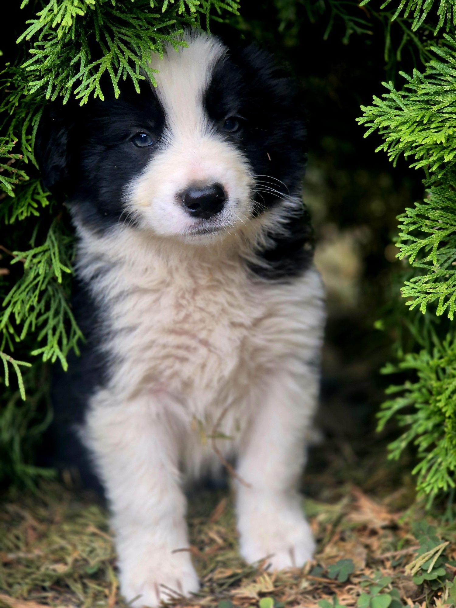 Border Collie chłopiec