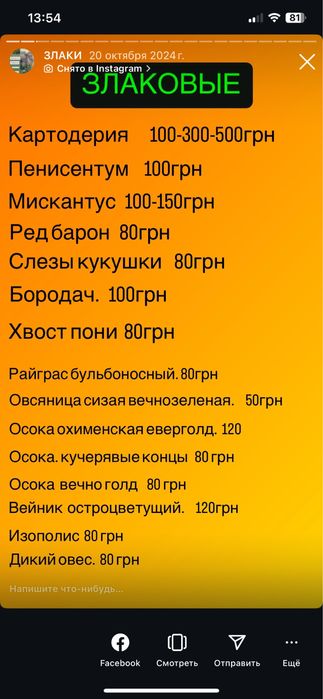 Сокуленты Злаки мискантус пенисентум бородачь  рэдбарон райграс