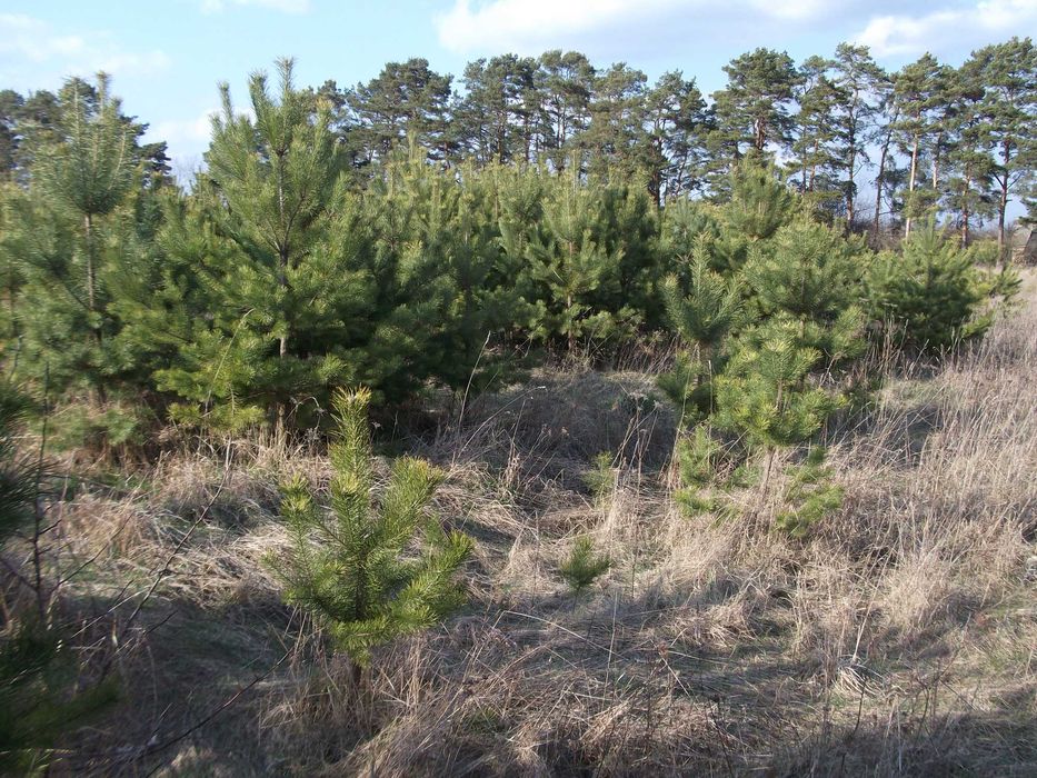 Земельна ділянка с.Сальник 25 соток