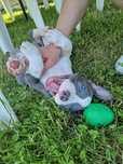 American Bully Pocket piesek