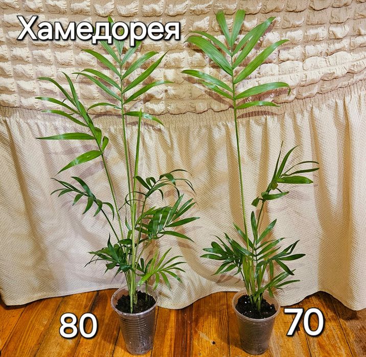 Пальма Хамедорея Элеганс, свои излишки.