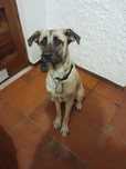 Cadela para doar