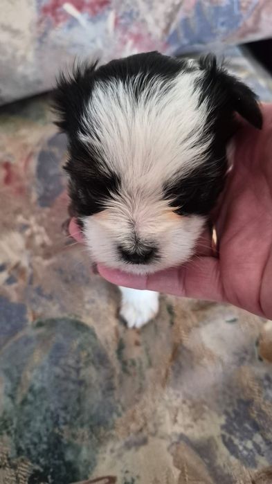 Mini Yorczki zarejestrowana hodowla