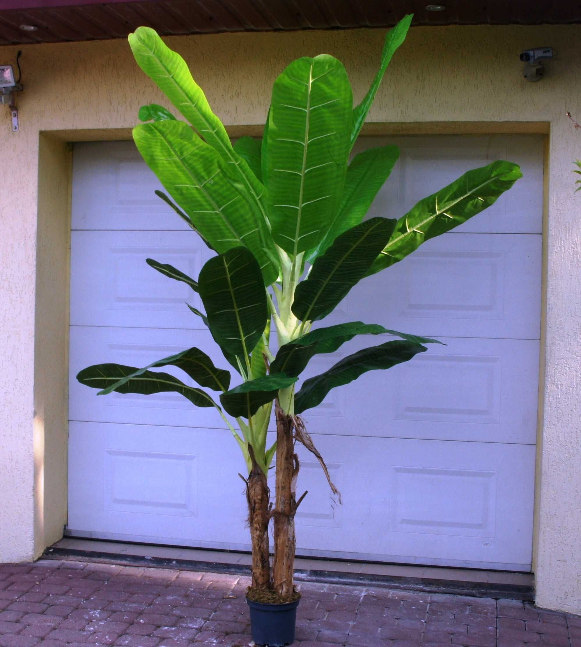Drzewko sztuczne bananowiec 210cm -220cm -Strelicja