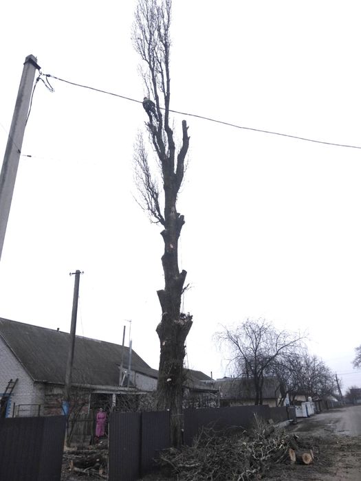 Видалення, спил дерев,чистка,кронування, корчування пнів, покіс трави