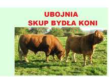 SKUP Bydła Koni Żywca            !UBÓJNIA!