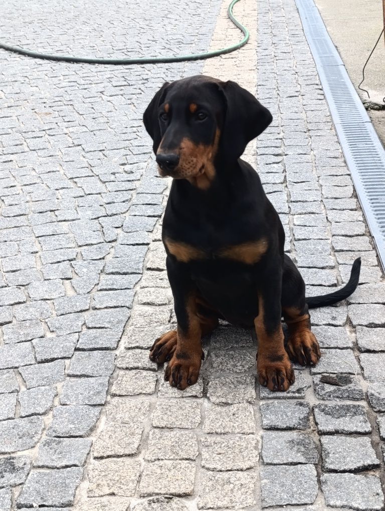Dobermann macho com lop