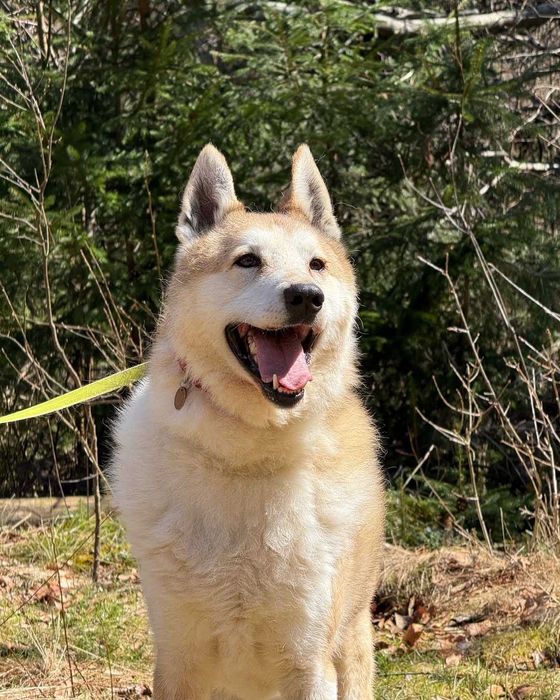 Чарлі, лайка, шукає дім