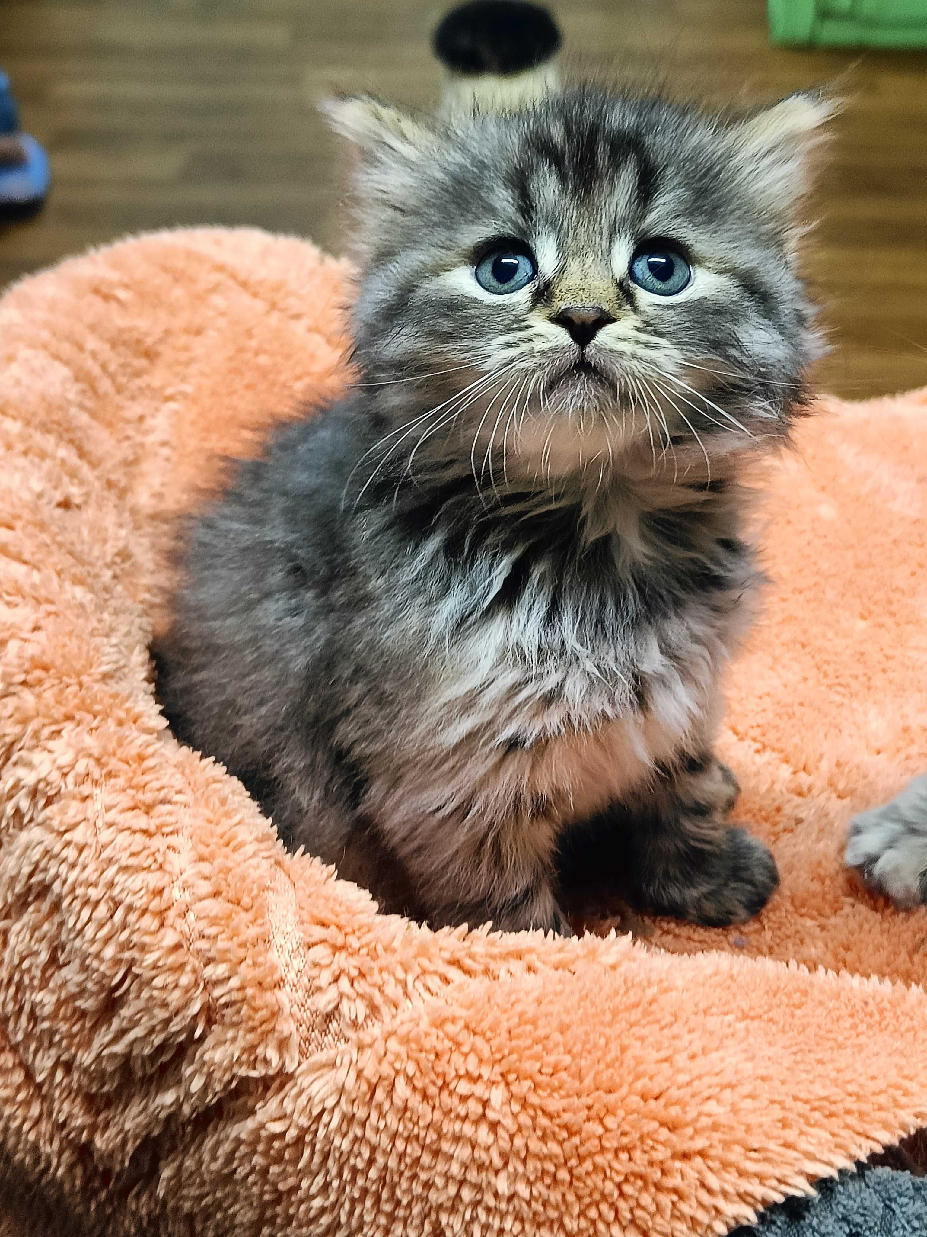 Отдам пушистых котят, возр. 1.5 мес.