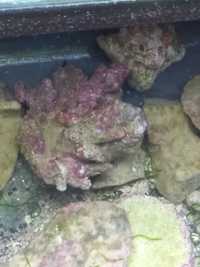 Gruz koralowy (żywa skała) akwarium morskie 1-2 cm