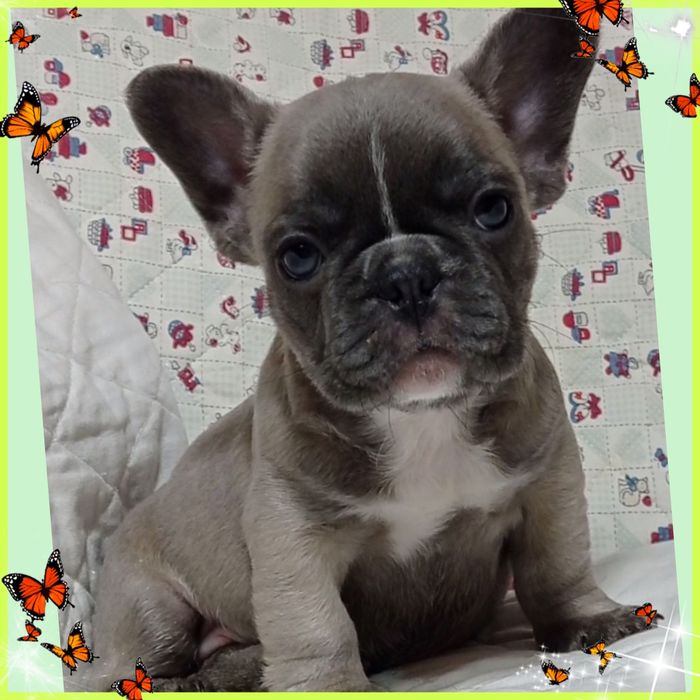 Милі та відважні