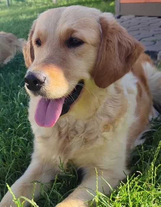 Golden Retriever szczenię do rezerwacji