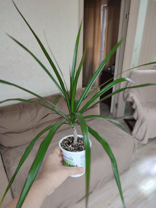 Спатіфілум Даймонд, зелений, драцена, різдвяник білий