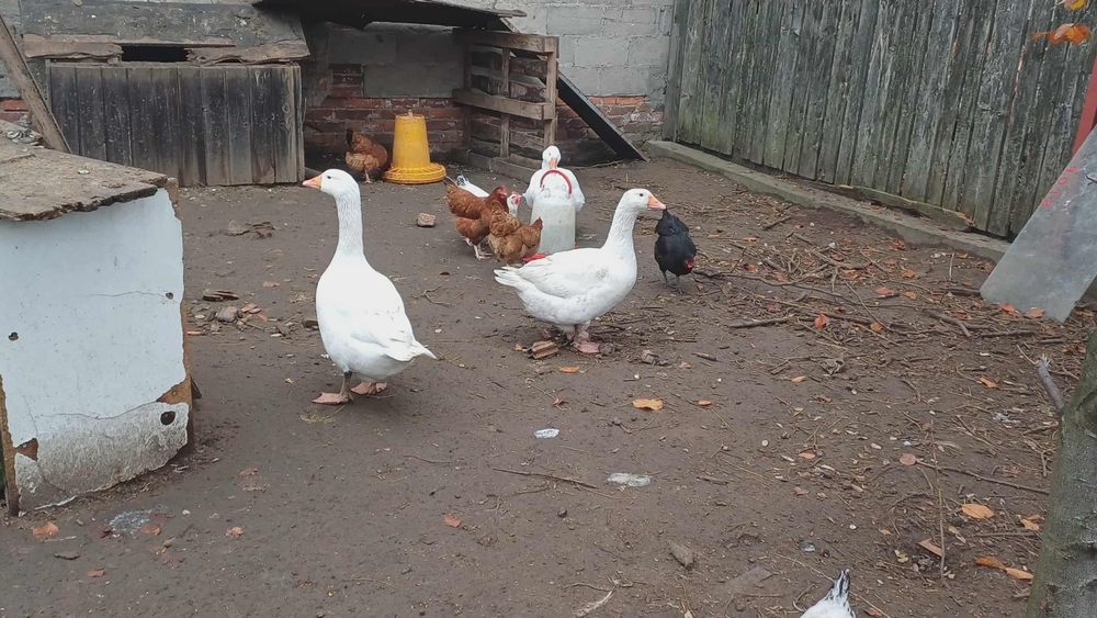 Gęsi z wolnego wybiegu z 2025