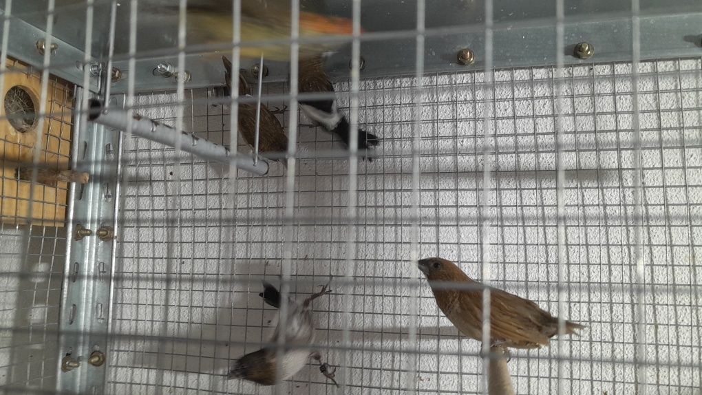 Casais Bengalins do Japão