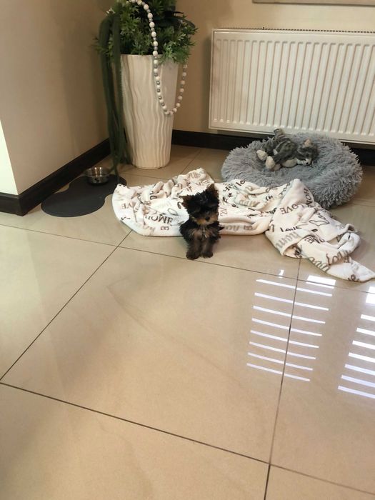 York Yorkshire Terier sliczna mini sunia